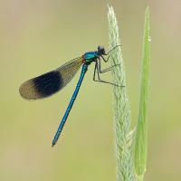 2009 (6) JUNE Banded Demoiselle male 